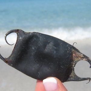 Mermaid's Purse or Devil's Purse? 5 Naturally Dried Shark / Skate / Ray Egg Case